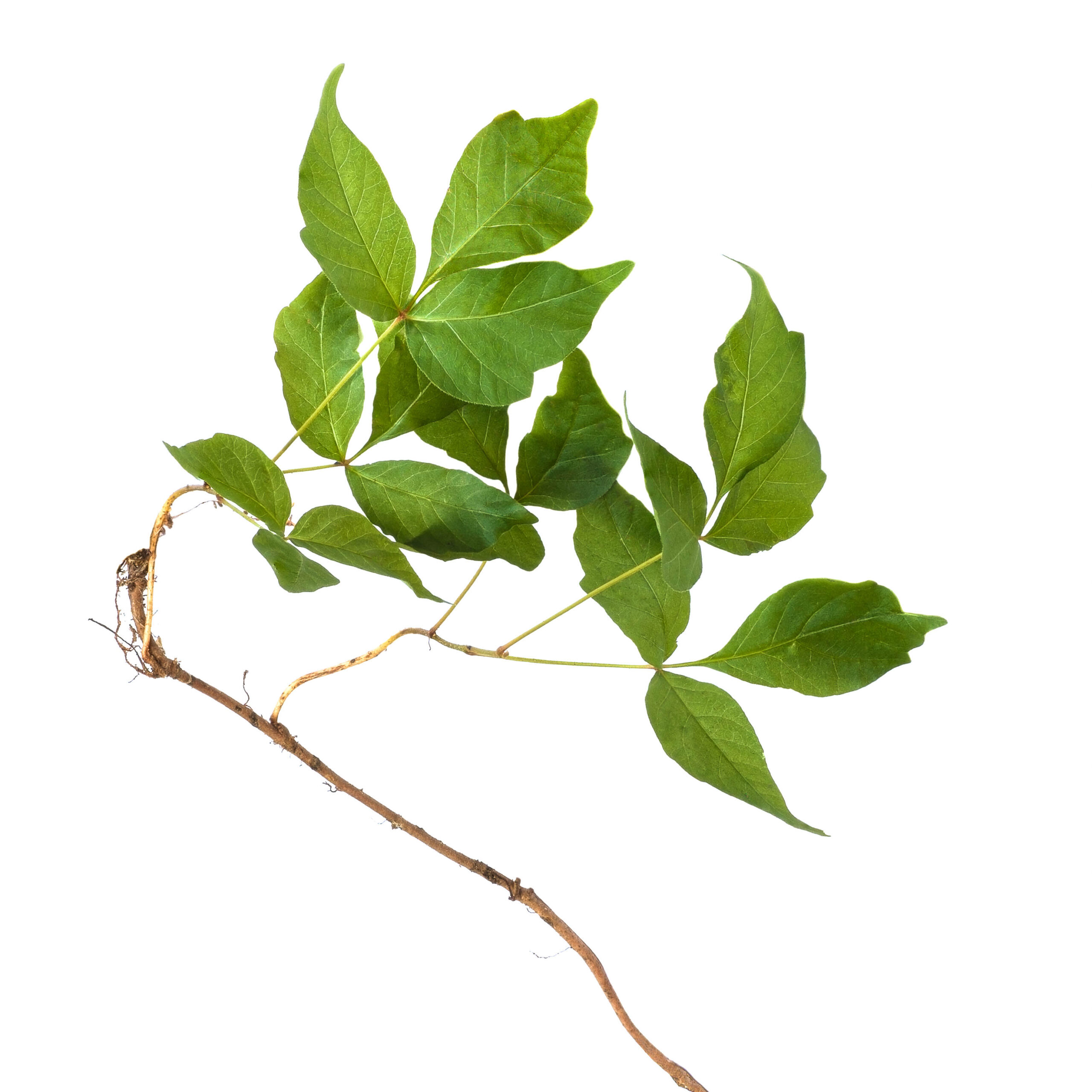 Leaves and root of poison ivy (Toxicodendron radicans) isolated on white background