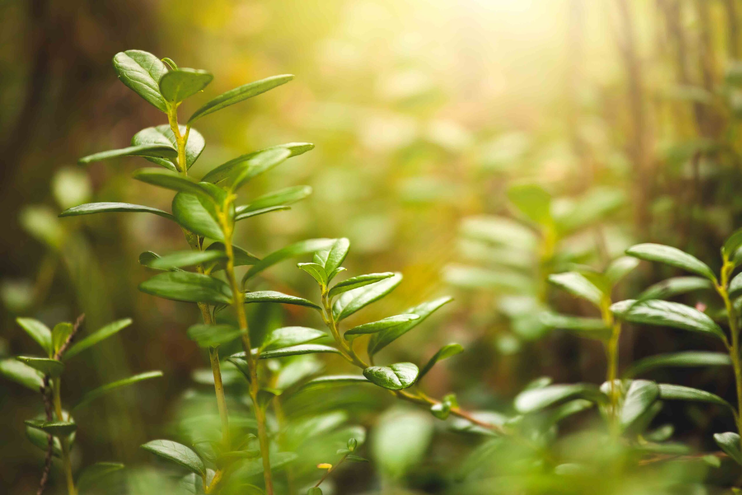 Green plant growing in forest in sunlight in background. Fresh leaves in woodland with sun shining. Vegetation in wilderness in close-up with copy space.